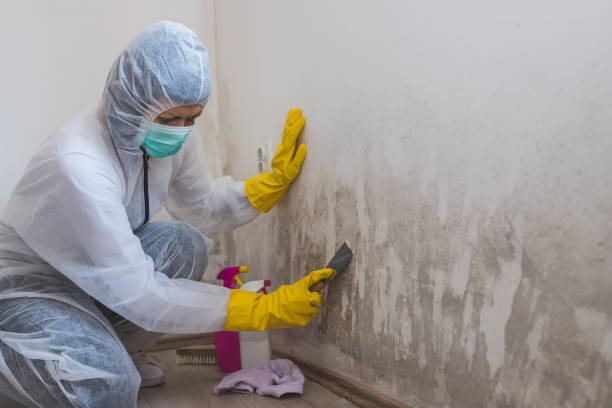 Best Mold Remediation  in Decherd, TN