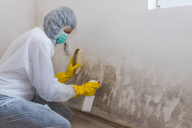 Best Home Mold Removal  in Decherd, TN