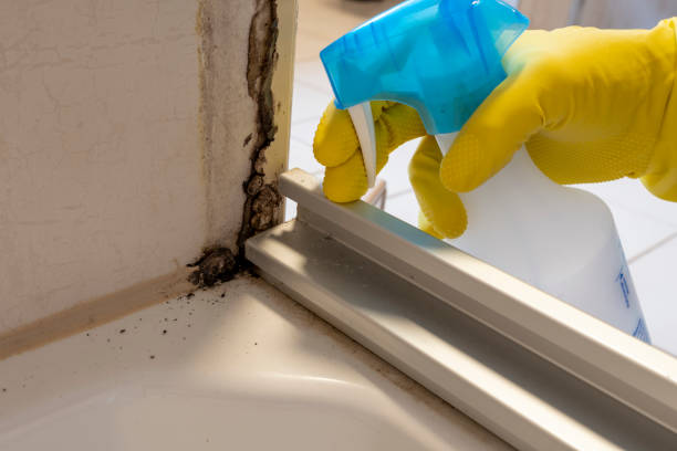 Best Mold Removal Company Near Me  in Decherd, TN