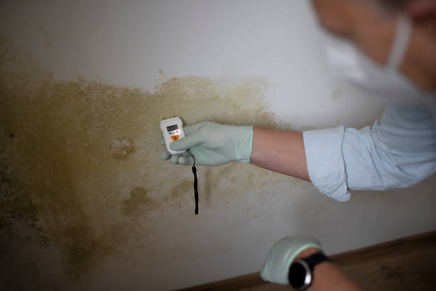 Office Mold Removal Services in Decherd, TN