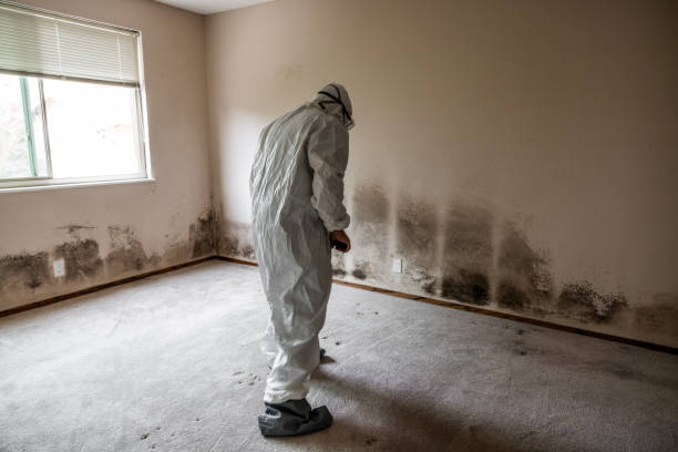 Best Mold Damage Repair  in Decherd, TN