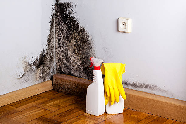 Best Best Mold Removal Companies  in Decherd, TN