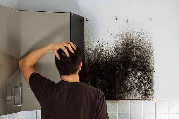 Best Local Mold Removal Service  in Decherd, TN