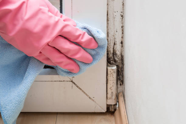 Best Commercial Mold Removal  in Decherd, TN