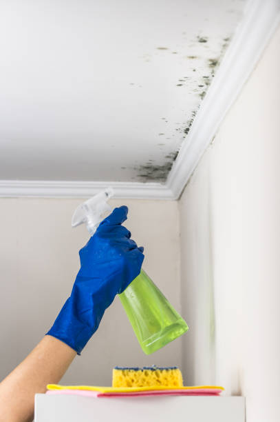 Best Residential Mold Removal  in Decherd, TN